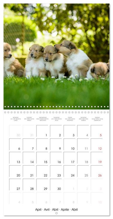 Produktbild: Lovely Collie 2026 (Wall Calendar 2026 12 &times; 12 Inch) CALVENDO 12 Month Wall Calendar