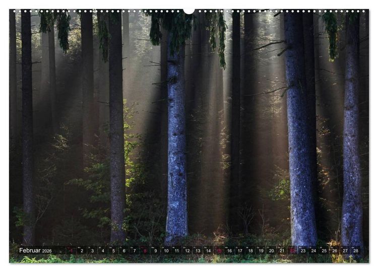 Produktbild: Erleuchtung im Wald (hochwertiger Premium Wandkalender 2026 DIN A2 quer), Kunstdruck in Hochglanz