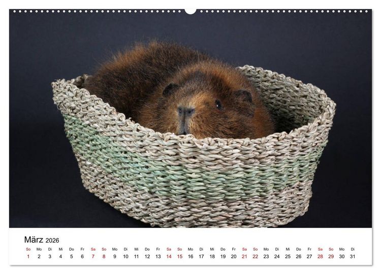 Produktbild: Unsere Meerschweinchen (hochwertiger Premium Wandkalender 2026 DIN A2 quer), Kunstdruck in Hochglanz