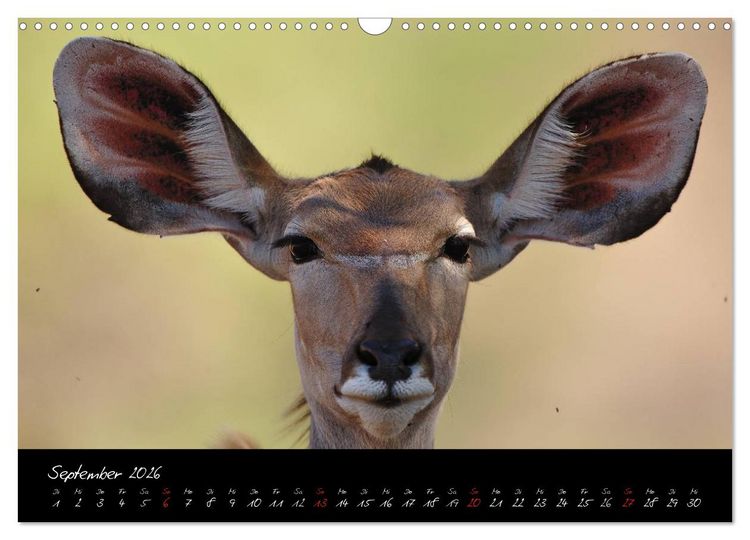 Produktbild: S&uuml;dafrika (Wandkalender 2026 DIN A3 quer), CALVENDO Monatskalender