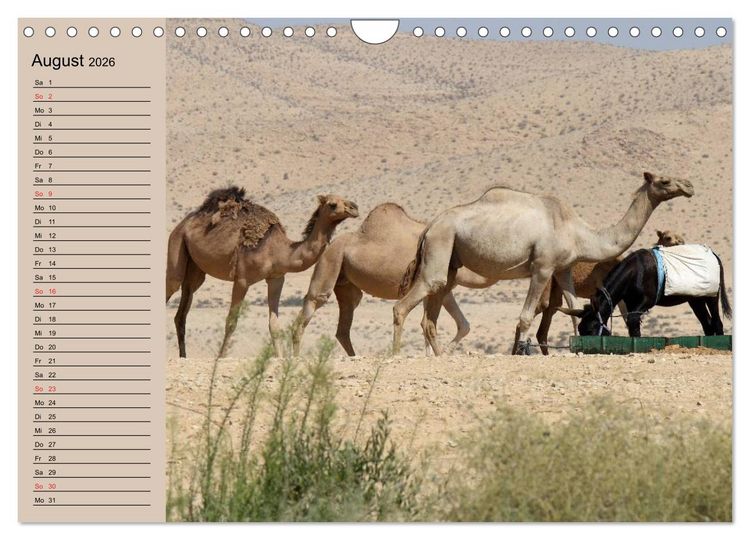 Produktbild: Kamele in der W&uuml;stensonne (Wandkalender 2026 DIN A4 quer), CALVENDO Monatskalender