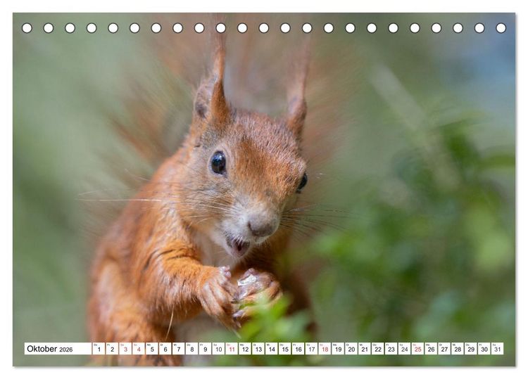 Produktbild: Eichh&ouml;rnchen im K&ouml;niglichen Garten (Tischkalender 2026 DIN A5 quer), CALVENDO Monatskalender