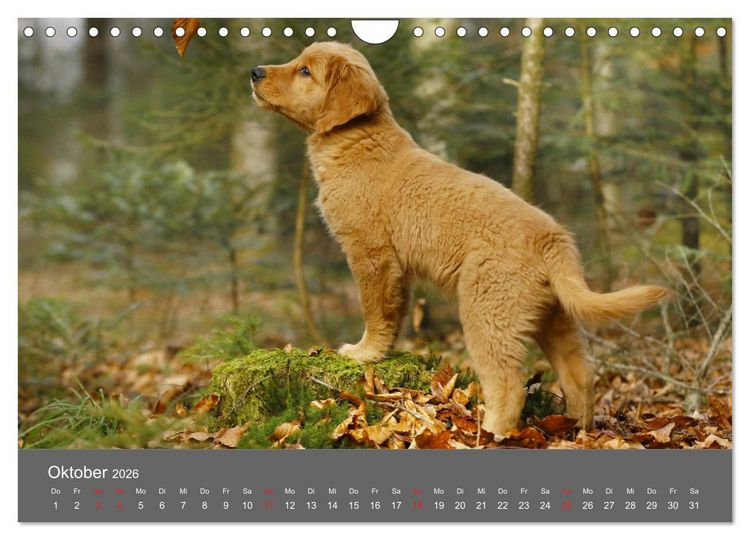 Produktbild: Chesley Kleiner Hund grosse Abenteuer (Wandkalender 2026 DIN A4 quer), CALVENDO Monatskalender