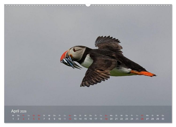 Produktbild: Nordatlantische Seev&ouml;gel (Wandkalender 2026 DIN A2 quer), CALVENDO Monatskalender