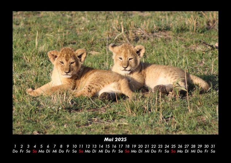 Produktbild: L&ouml;wen in der Wildnis 2025 Fotokalender DIN A3