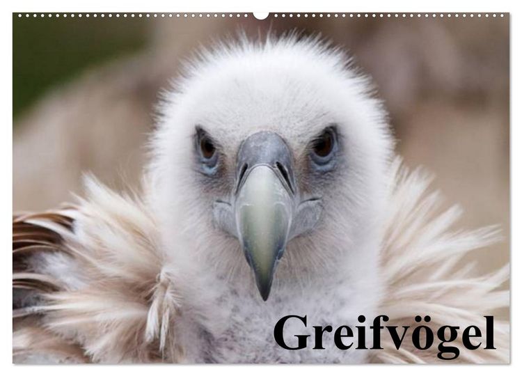 Produktbild: Greifv&ouml;gel (Wandkalender 2026 DIN A2 quer), CALVENDO Monatskalender