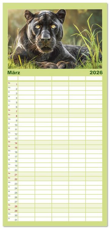 Produktbild: Familienplaner 2026 - Schwarze Panther. Geheimnisvolle Schatten der Wildnis mit 5 Spalten (Wandkalender, 21 x 45 cm) CALVENDO