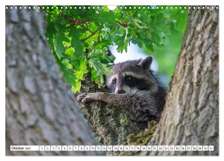 Produktbild: Wildtiere im M&uuml;ritz-Nationalpark (Wandkalender 2027 DIN A3 quer), CALVENDO Monatskalender