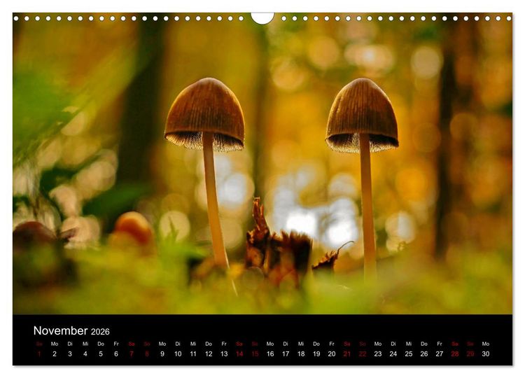 Produktbild: Der Waldspaziergang (Wandkalender 2026 DIN A3 quer), CALVENDO Monatskalender