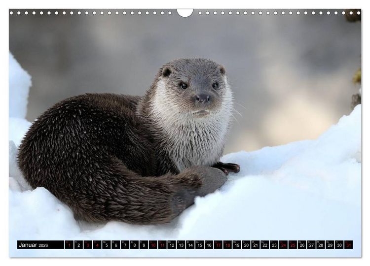 Produktbild: Fischotter, flinke J&auml;ger (Wandkalender 2026 DIN A3 quer), CALVENDO Monatskalender