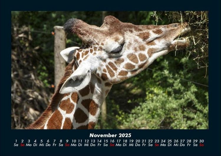 Produktbild: Giraffen 2025 Fotokalender DIN A4