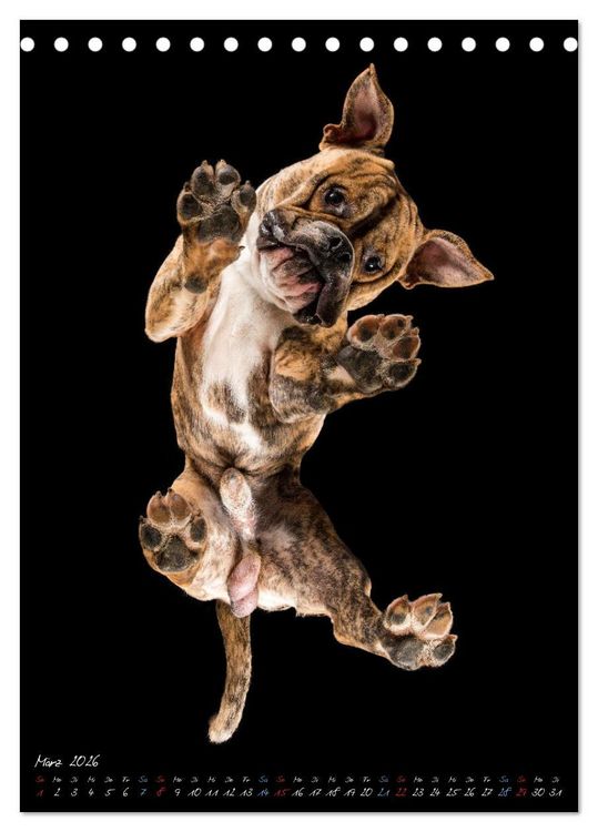 Produktbild: Down Under - Hunde auf der Glasplatte (Tischkalender 2026 DIN A5 hoch), CALVENDO Monatskalender
