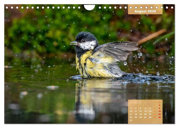 Produktbild: SINGV&Ouml;GEL - Die pr&auml;chtigen S&auml;nger in sch&ouml;nem Ambiente (Wandkalender 2026 DIN A4 quer), CALVENDO Monatskalender