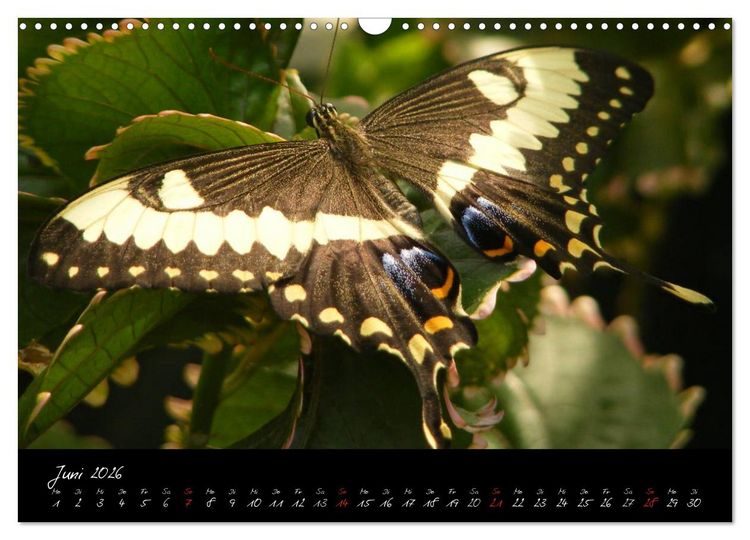 Produktbild: Schmetterlinge (Wandkalender 2026 DIN A3 quer), CALVENDO Monatskalender