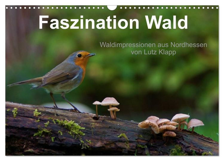Produktbild: Faszination Wald. Waldimpressionen aus Nordhessen von Lutz Klapp (Wandkalender 2026 DIN A3 quer), CALVENDO Monatskalender