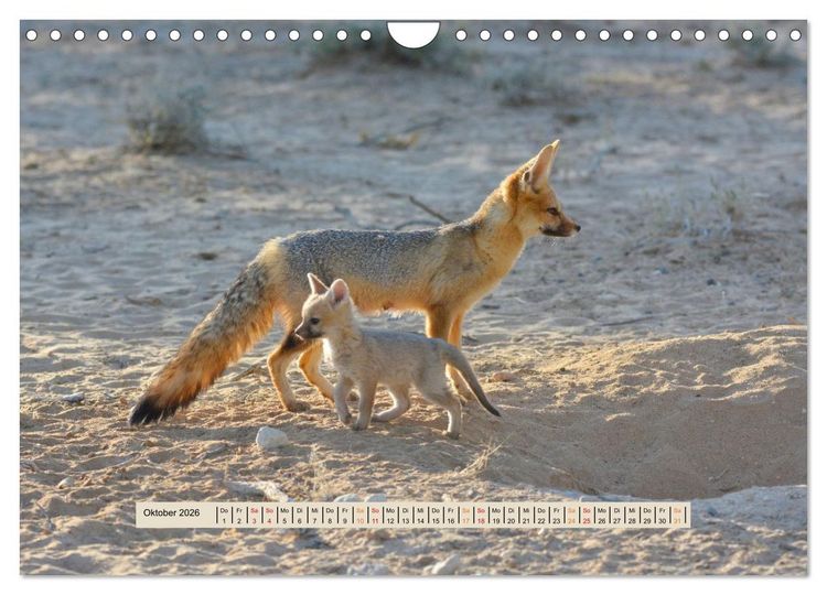 Produktbild: Kgalagadi-Durstland (Wandkalender 2026 DIN A4 quer), CALVENDO Monatskalender