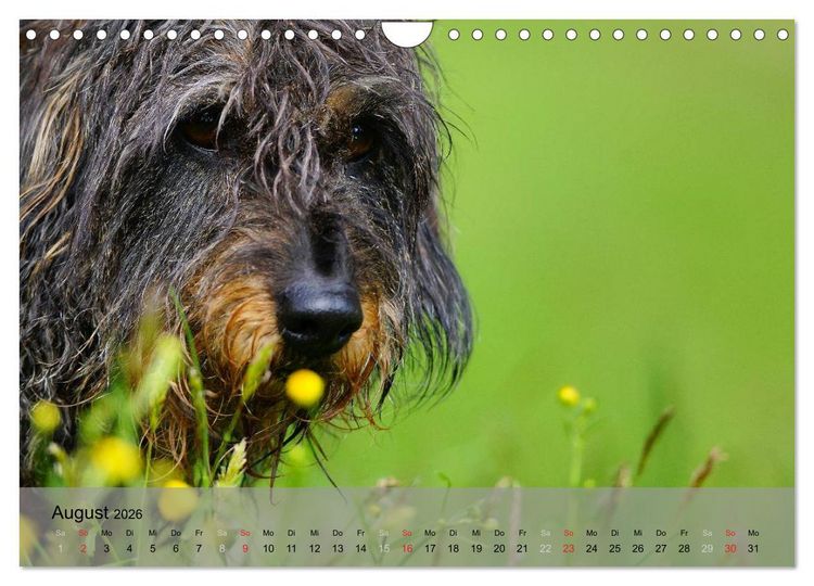 Produktbild: Liebenswerte Clowns (Wandkalender 2026 DIN A4 quer), CALVENDO Monatskalender