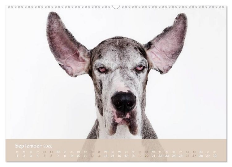 Produktbild: SCHLAPPOHREN (hochwertiger Premium Wandkalender 2026 DIN A2 quer), Kunstdruck in Hochglanz