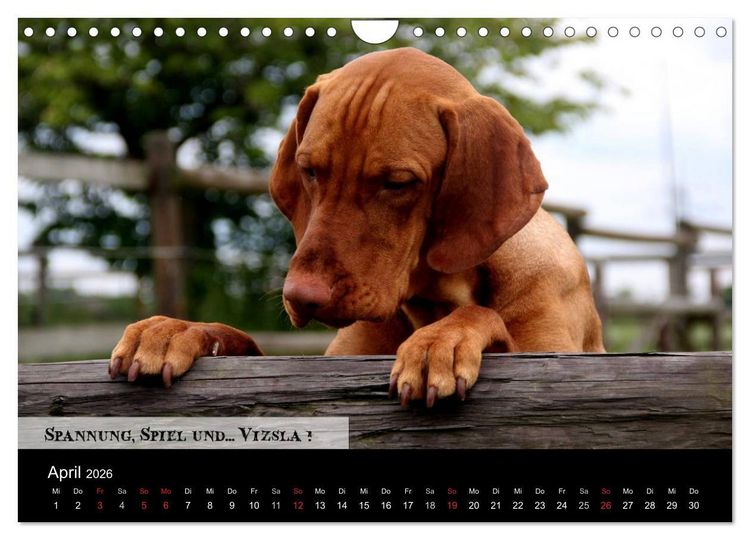 Produktbild: Magyar Vizsla - Zauberhafte Kobolde (Wandkalender 2026 DIN A4 quer), CALVENDO Monatskalender