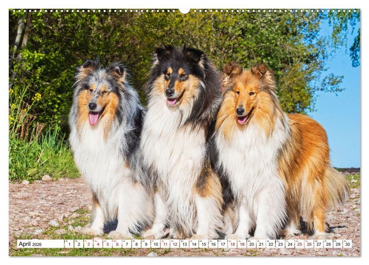 Produktbild: Collies - Eine Liebe f&uuml;r immer und ewig (hochwertiger Premium Wandkalender 2026 DIN A2 quer), Kunstdruck in Hochglanz