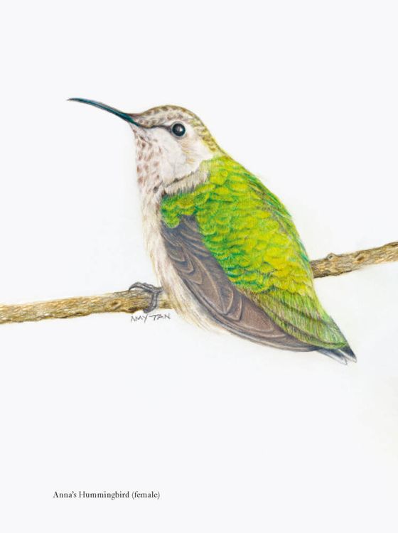 Produktbild: The Backyard Bird Chronicles
