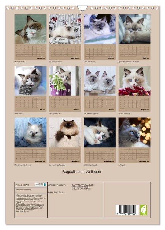 Produktbild: Ragdolls zum Verlieben (Wandkalender 2026 DIN A3 hoch), CALVENDO Monatskalender