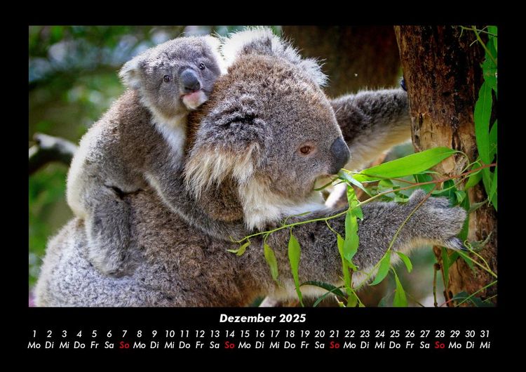 Produktbild: Koala 2025 Fotokalender DIN A3