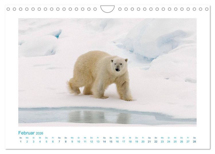 Produktbild: Spitzbergen - Landschaft - Eis - Tierwelt (Wandkalender 2026 DIN A4 quer), CALVENDO Monatskalender
