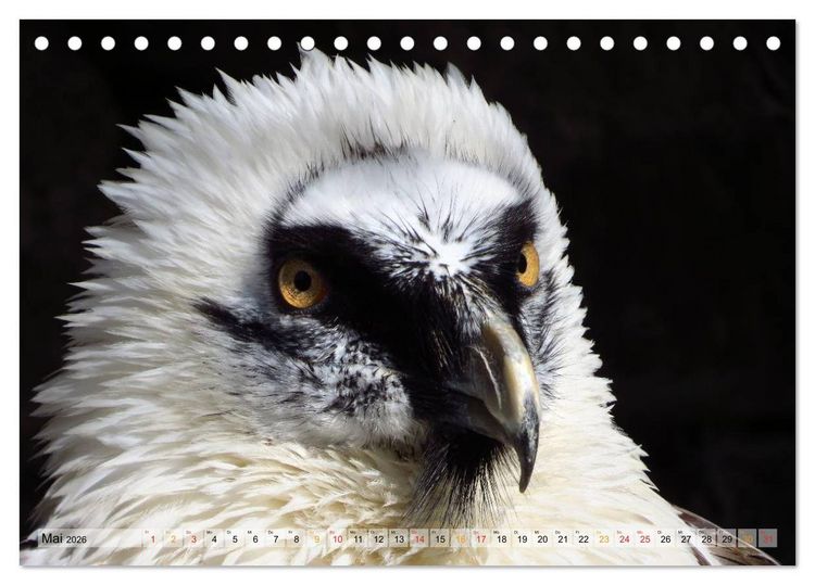 Produktbild: Majest&auml;tische Greifv&ouml;gel (Tischkalender 2026 DIN A5 quer), CALVENDO Monatskalender