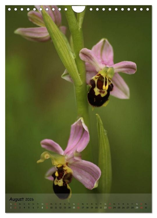 Produktbild: Juwelen der Natur - Ein Orchideensommer (Wandkalender 2026 DIN A4 hoch), CALVENDO Monatskalender
