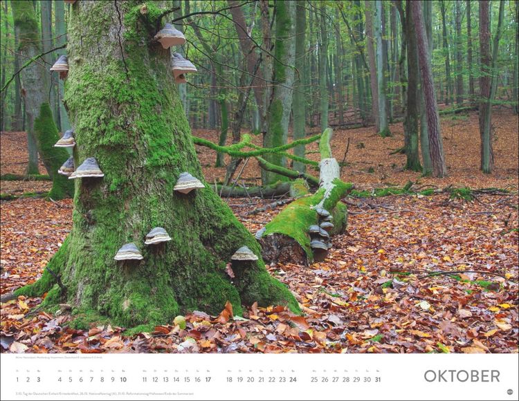 Produktbild: Sch&ouml;nheit des Waldes Posterkalender 2027
