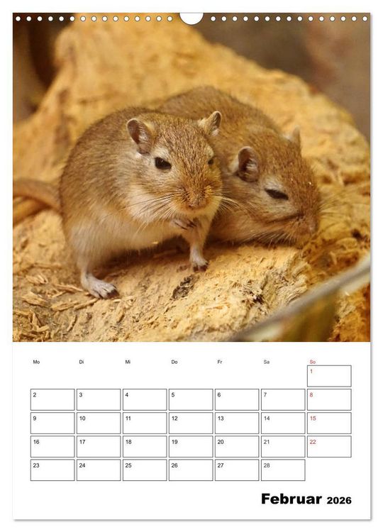 Produktbild: Lustige Rennm&auml;use (Wandkalender 2026 DIN A3 hoch), CALVENDO Monatskalender