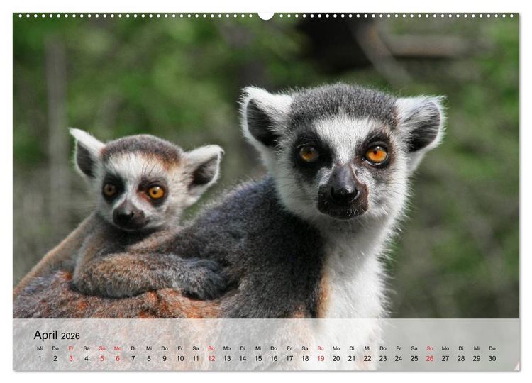 Produktbild: Faszination Affen. Kobolde zum Verlieben (Wandkalender 2026 DIN A2 quer), CALVENDO Monatskalender