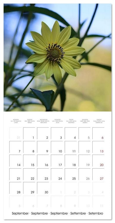 Produktbild: ENCHANTING FLOWERS (Wall Calendar 2026 12 &times; 12 Inch) CALVENDO 12 Month Wall Calendar