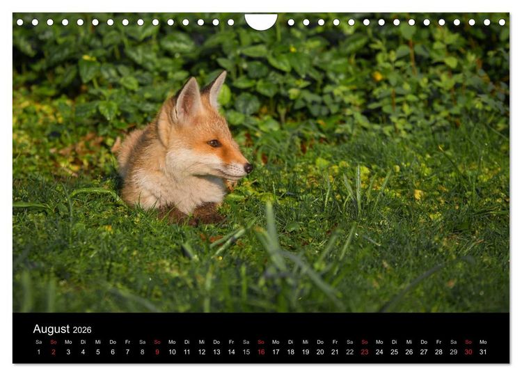 Produktbild: Joni, der kleine Fuchs (Wandkalender 2026 DIN A4 quer), CALVENDO Monatskalender
