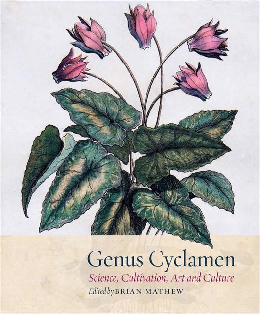 Produktbild: Genus Cyclamen