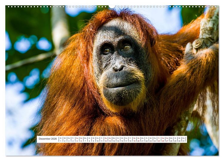 Produktbild: Gunung Leuser Nationalpark und seine Orang Utans (Wandkalender 2026 DIN A2 quer), CALVENDO Monatskalender