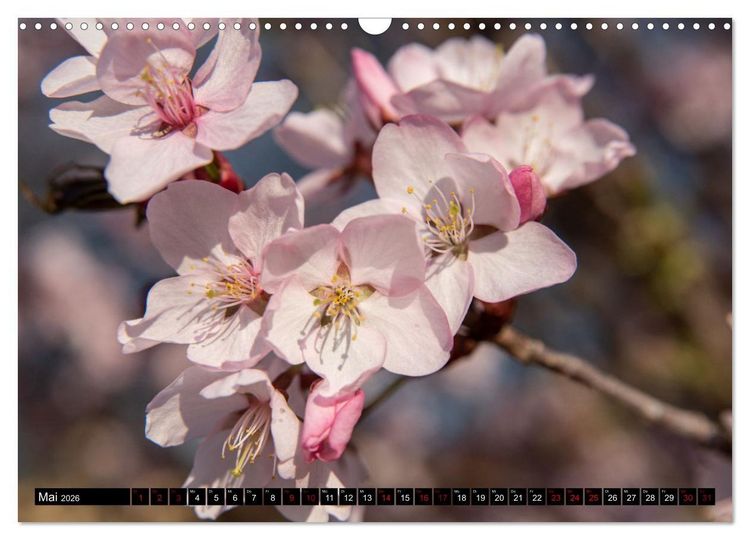 Produktbild: Fr&uuml;hlingsbl&uuml;her - Farbenpracht nach dem Winter (Wandkalender 2026 DIN A3 quer), CALVENDO Monatskalender