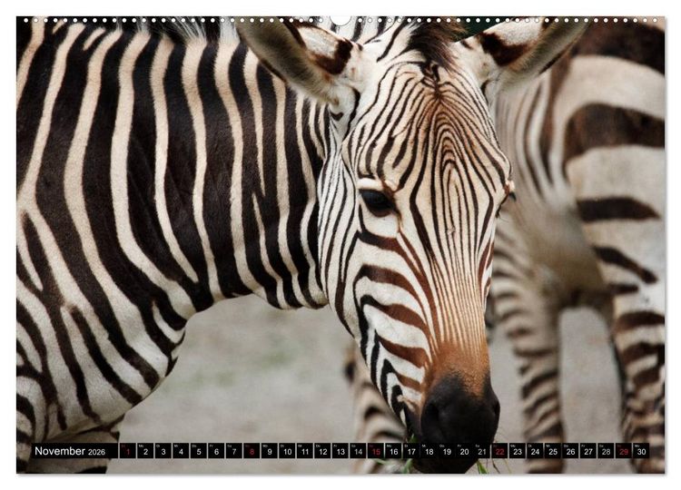 Produktbild: Zebras - Ungez&auml;hmte Kraft (hochwertiger Premium Wandkalender 2026 DIN A2 quer), Kunstdruck in Hochglanz