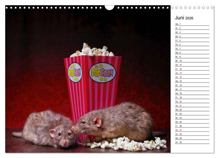 Produktbild: Ratten. Kleine Nager, gro&szlig;es Herz. (Wandkalender 2026 DIN A3 quer), CALVENDO Monatskalender