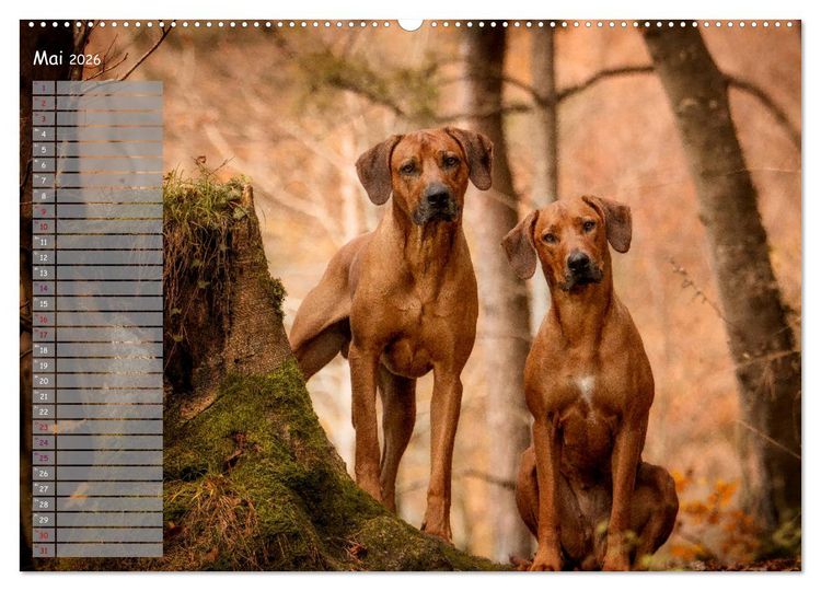 Produktbild: Rhodesian Ridgeback - Herzen auf vier Pfoten (hochwertiger Premium Wandkalender 2026 DIN A2 quer), Kunstdruck in Hochglanz