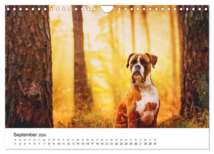 Produktbild: Deutscher Boxer (Wandkalender 2026 DIN A4 quer), CALVENDO Monatskalender