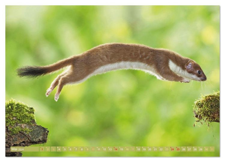 Produktbild: Wald-Kindergarten: Tierkinder im Wald (hochwertiger Premium Wandkalender 2026 DIN A2 quer), Kunstdruck in Hochglanz