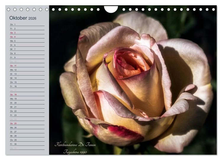 Produktbild: Kurf&uuml;rstliche Rosen Eltville am Rhein (Wandkalender 2026 DIN A4 quer), CALVENDO Monatskalender