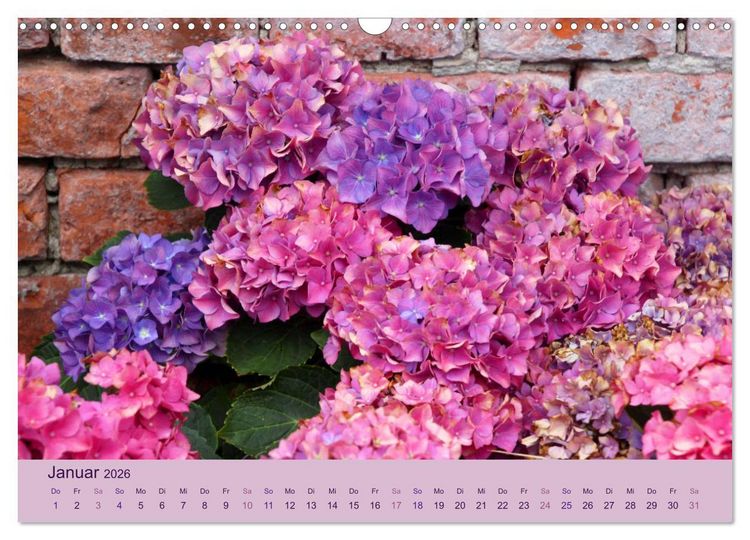 Produktbild: Hortensien 2026. Farbenpr&auml;chtige Impressionen aus dem Garten (Wandkalender 2026 DIN A3 quer), CALVENDO Monatskalender