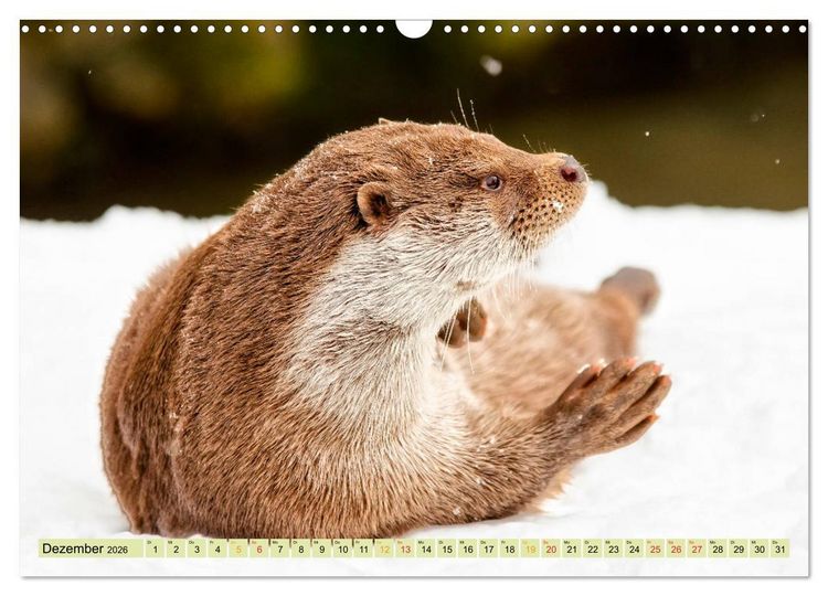 Produktbild: Fischotter - putzige Kerlchen und elegante Schwimmer (Wandkalender 2026 DIN A3 quer), CALVENDO Monatskalender