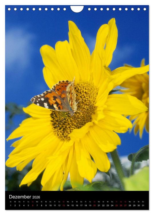 Produktbild: Schmetterlilnge und Blumen (Wandkalender 2026 DIN A4 hoch), CALVENDO Monatskalender