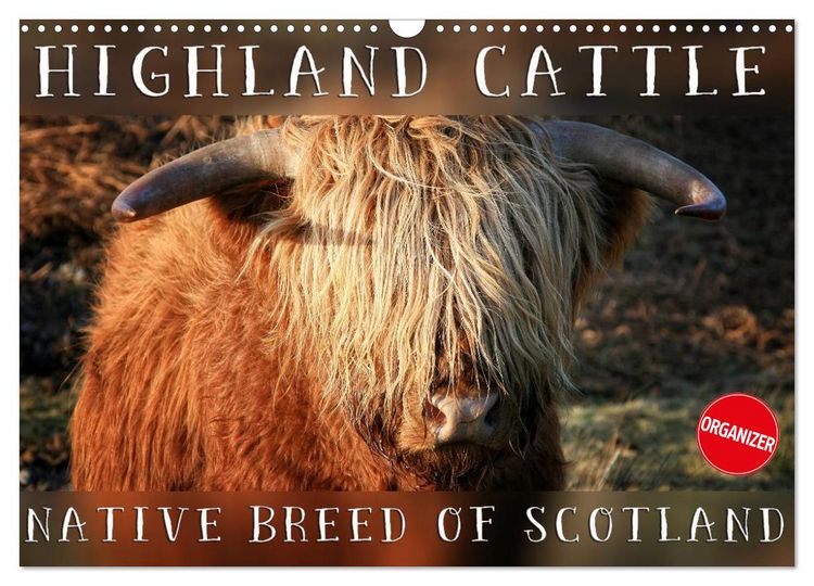 Produktbild: Highland Cattle - Native Breed of Scotland (Wall Calendar 2026 DIN A3 landscape), CALVENDO 12 Month Wall Calendar