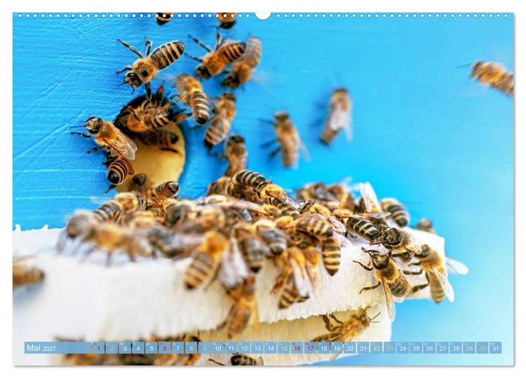 Produktbild: Ein Leben f&uuml;r den Honig: Bienen und Imker (hochwertiger Premium Wandkalender 2027 DIN A2 quer), Kunstdruck in Hochglanz