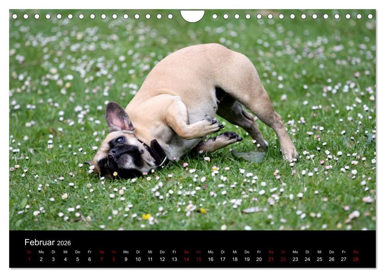 Produktbild: Franz&ouml;sische Bulldoggen - Schutzengel auf 4 Pfoten (Wandkalender 2026 DIN A4 quer), CALVENDO Monatskalender